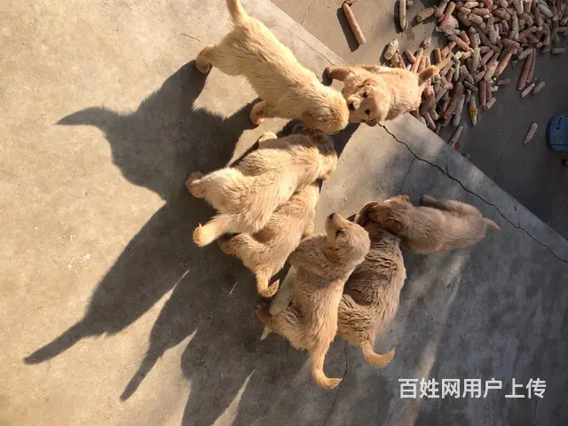 自家繁殖两个月的金毛宝宝出售 - 图片 3