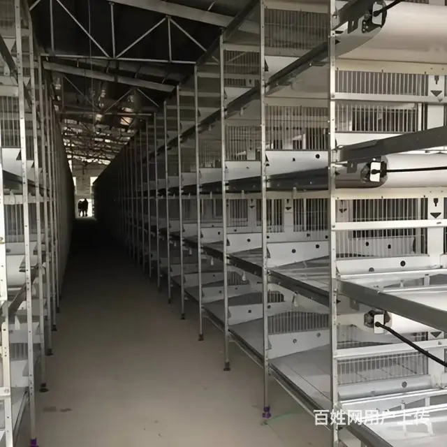 鸡笼全国直销安装 可定制 蛋鸡笼育雏笼肉鸡笼设备 - 图片 4