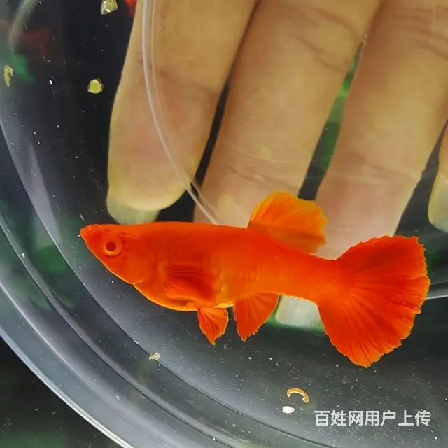 鸿运当头双分水孔雀鱼低价出售10元 - 图片 8