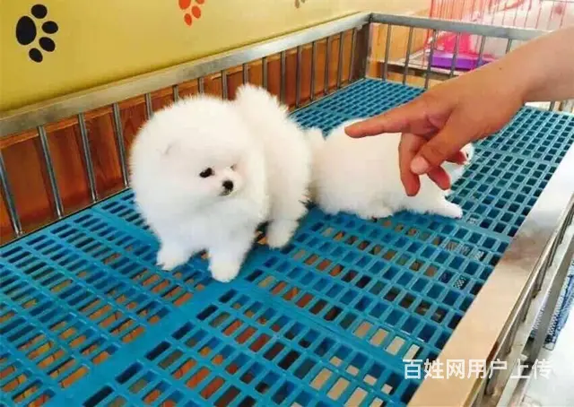纯种茶杯博美犬出售 北京赛级博美犬价格 - 图片 4