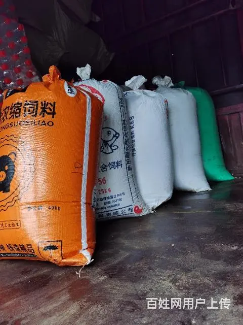 有海金沙出售， - 图片 3