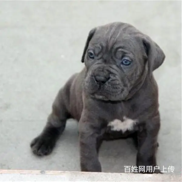 六安买一只卡斯罗大概要多少钱，卡斯罗犬舍地址 - 图片 5