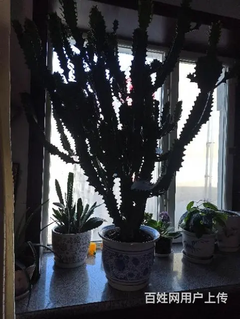 澳洲龙骨花等 - 图片 5