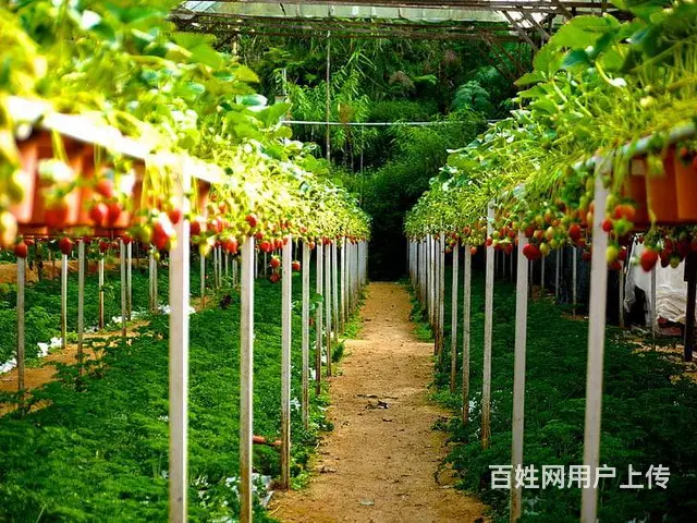 苏州工业园区新区相城区公证认证翻译 - 图片