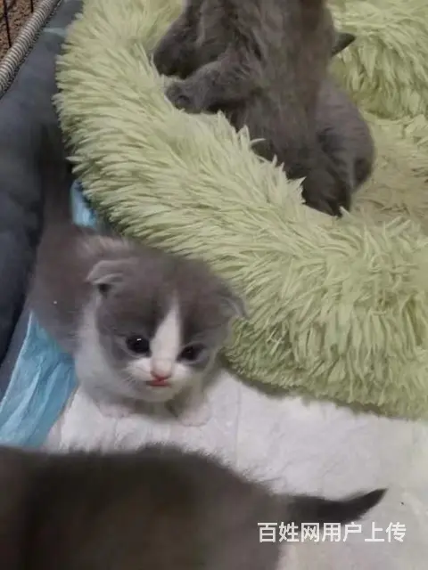 自家养蓝猫蓝白 - 图片 1
