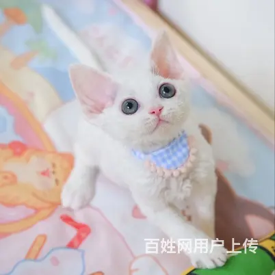 德文卷毛猫市场价多少 德文真的不掉毛吗 图片价格 - 图片 1