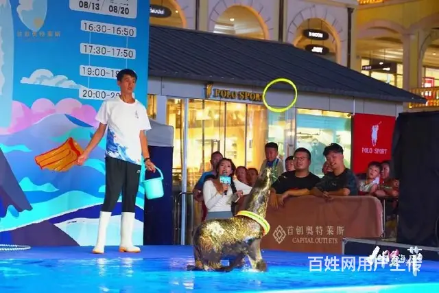 提供海洋展海狮表演海底观赏水母展 - 图片 4