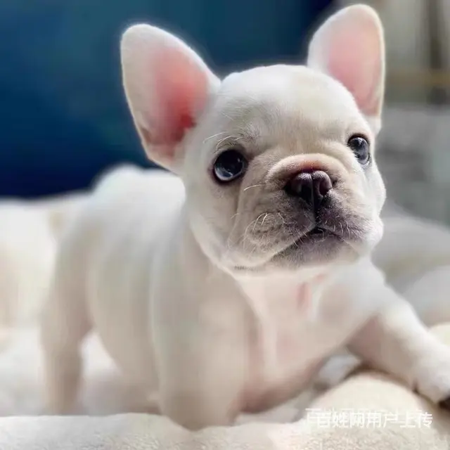 【货到付款犬舍】天门哪里有斗牛犬  斗牛犬多少钱图 - 图片 4