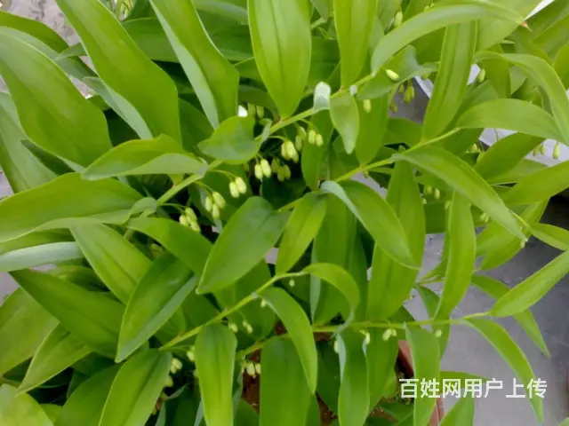 湖北百草堂黄精种植创业成功典范，成为正确创业选择 - 图片 2