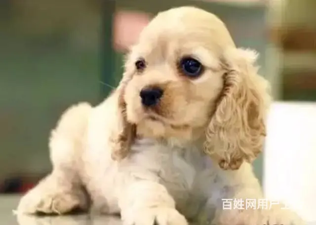 纯种可卡幼犬出售 驱虫疫苗已做好 全国送货上门 - 图片 5