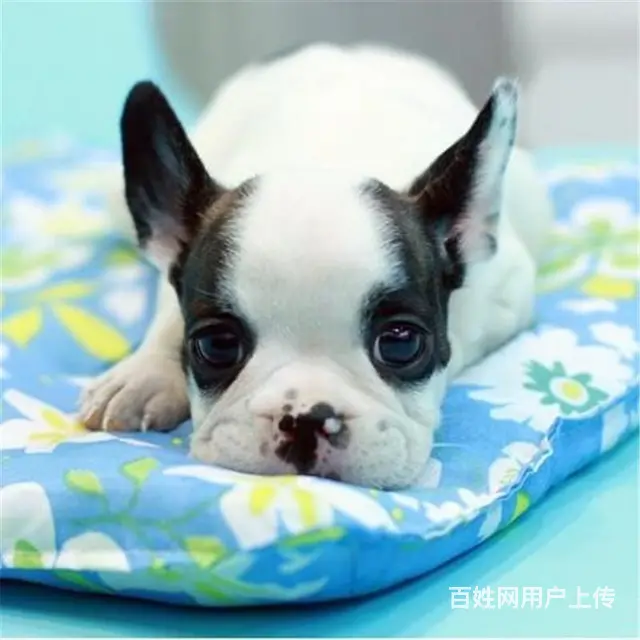 辽源CKU认证法斗基地  法斗犬舍直销 - 图片 4