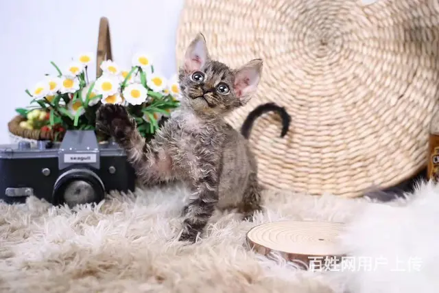哪里有卷毛猫卖的 双血统卷毛猫多少钱 - 图片 1
