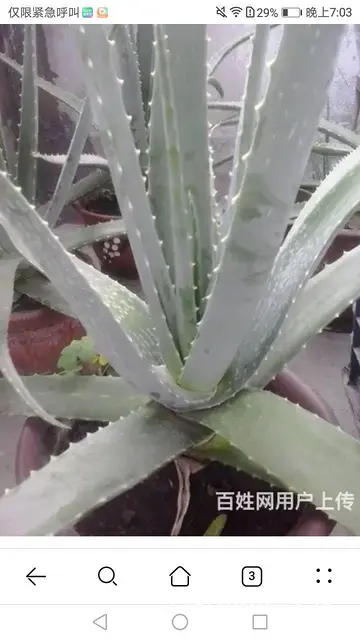 酷拉索芦荟 - 图片