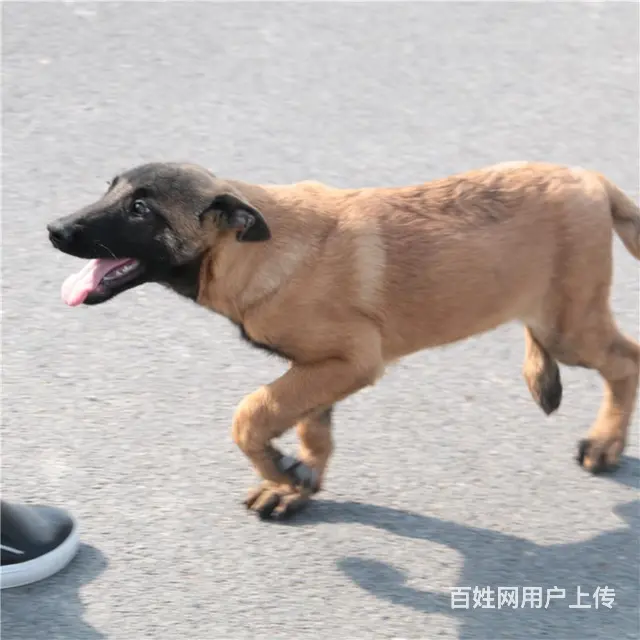 天门卖马犬的养殖场，养殖场马犬一般卖多少钱 - 图片 8