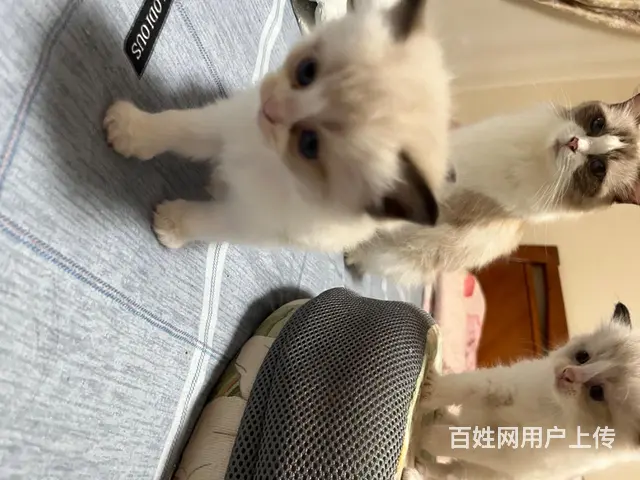 自家养的 品相好 纯种 会用猫砂盆 - 图片 12