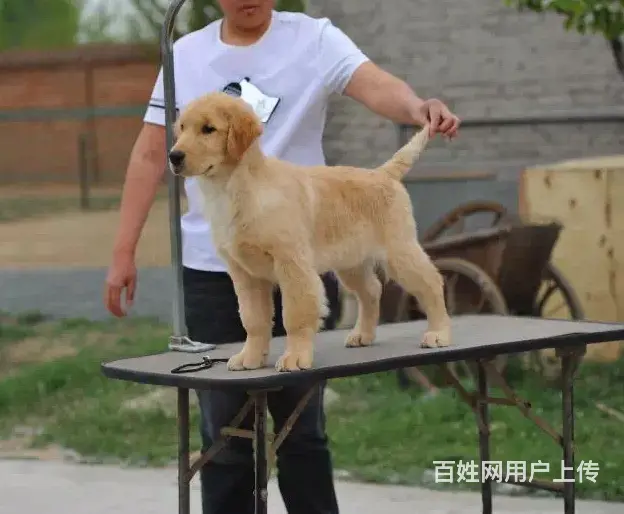 出售纯种大骨量 美系大脑袋金毛 带健康证书 - 图片 4