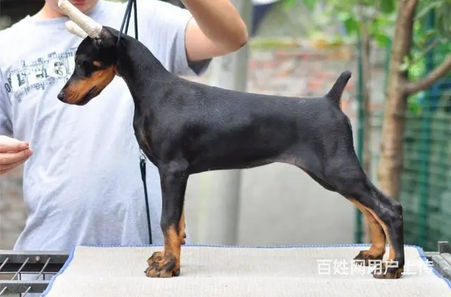 德系杜宾犬幼犬出售 爆胸骨量大公母均有 - 图片 8