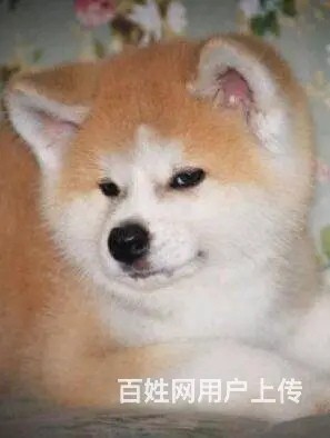 北京精品纯种秋田犬 签协议包纯种保健康欢迎上门挑选 - 图片 5