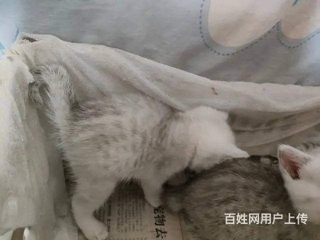 莫失良机 - 图片 3