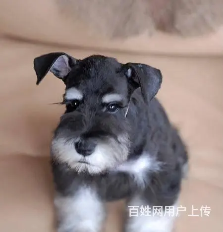 广州哪里买狗有保障 迷你雪纳瑞幼犬 多窝挑选保健康 - 图片 7