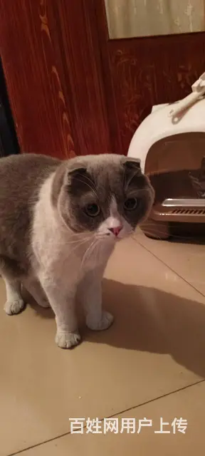 猫跑丢了怎么找 有效洛阳专业找猫团队怎么收费 - 图片 4