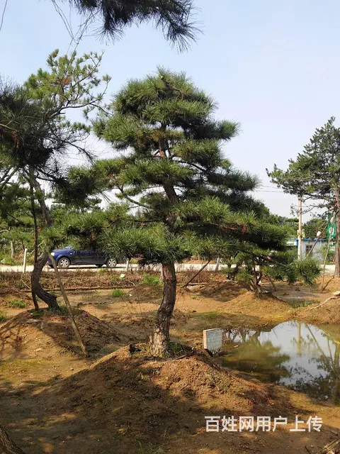 造型油松  造型松  景观松 - 图片 10