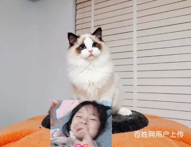 布偶猫好养吗 新手可以养吗  多少钱一只 图片价格 - 图片 5