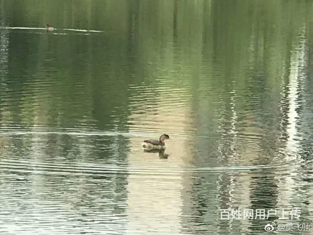前后花园电梯防空洞近400平豪宅 - 图片 6