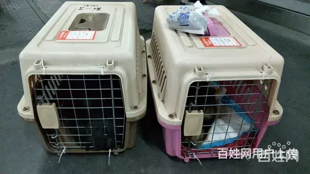 常州哪里有卖宠物托运的 - 图片 3