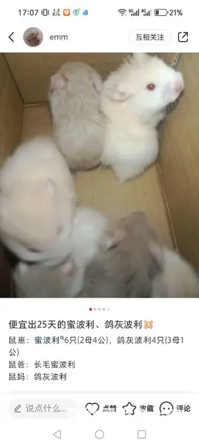 出售金丝熊蜜波利和鸽灰波利 - 图片 2