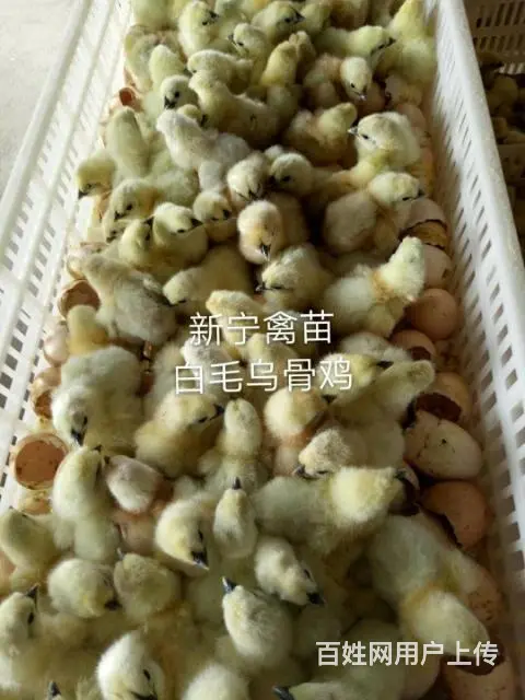 莆田新宁禽苗批发部(麻羽绿壳蛋鸡） - 图片 7