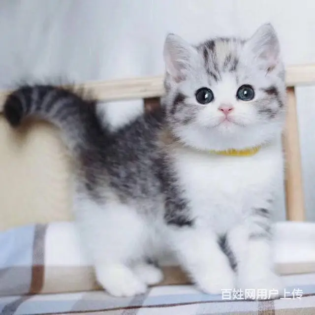 纯种英短美短哪里有卖的 新手应该养什么猫 多少钱一 - 图片 3