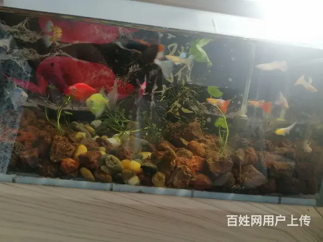 低价出售观赏热带鱼 - 图片 2