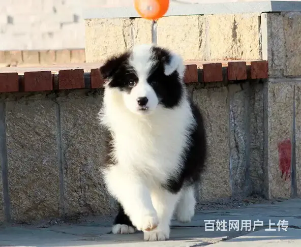 纯种高品质边牧幼犬出售 疫苗驱虫 保证健康可签协议 - 图片 6