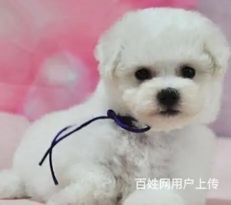 茶杯体比熊幼犬双血统比熊图片精品小体比熊多少钱一只 - 图片 6