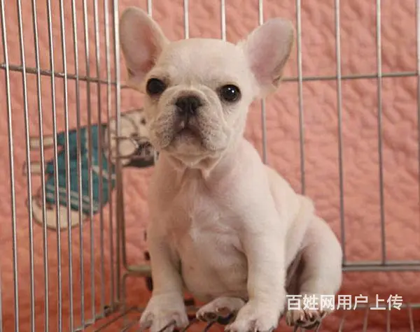 安徽铜陵铜陵拉布拉多多少钱出售30多种名犬 - 图片 10