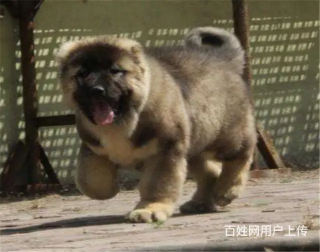 出售高品质赛级直系一熊版高加索幼犬购买签协议保健康 - 图片 3