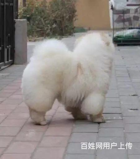 六安狗场卖松狮，狗场松狮多少钱一只 - 图片 7