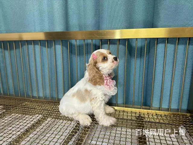 美国可卡犬幼犬找家长 - 图片 4