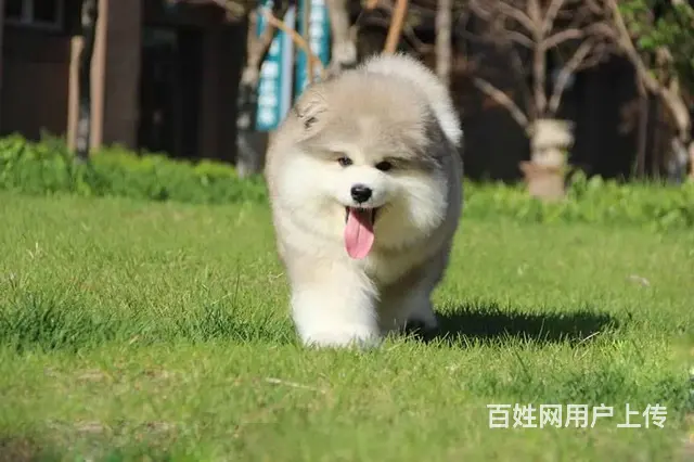 出售阿拉斯加犬 出售红色灰色黑色阿拉斯加 - 图片 3