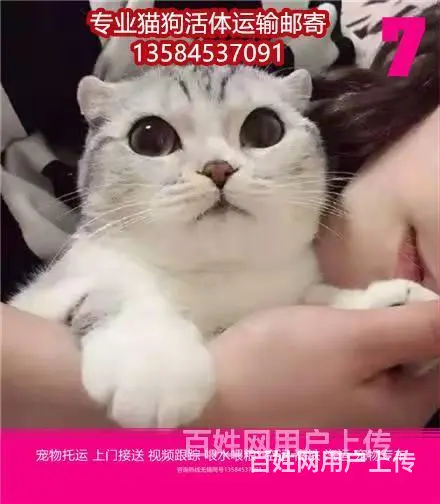 日喀则 宠物托运（猫狗柴犬）邮寄快递2022（宠物活体运输) - 图片 4