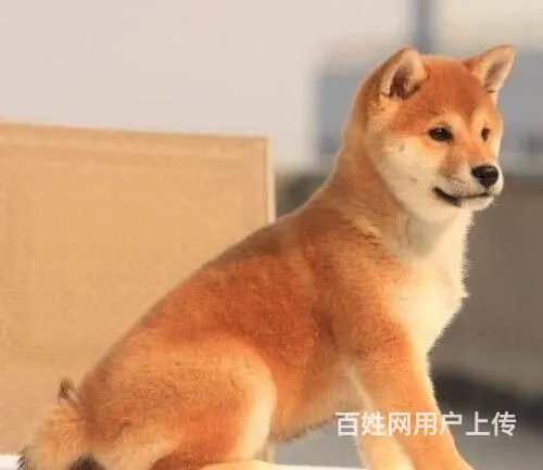 柴犬价格 赤红色柴犬 黑色柴犬 低价出售中  柴犬 - 图片 4