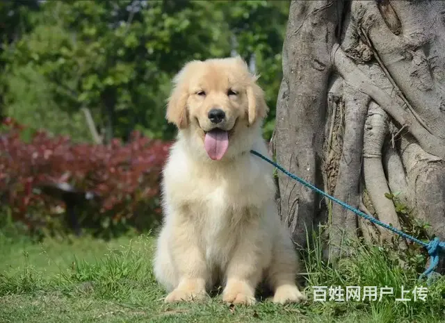 纯种大头金毛犬 纯种健康金毛猎犬 喜欢的联系我 - 图片 1