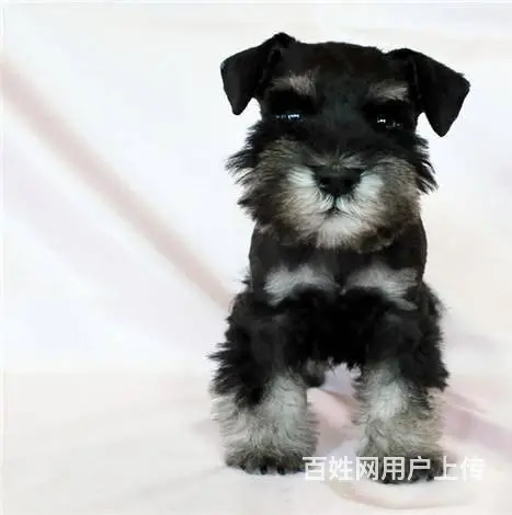 纯种雪纳瑞梗犬,家养雪纳瑞犬，雪纳瑞多少钱 - 图片 2