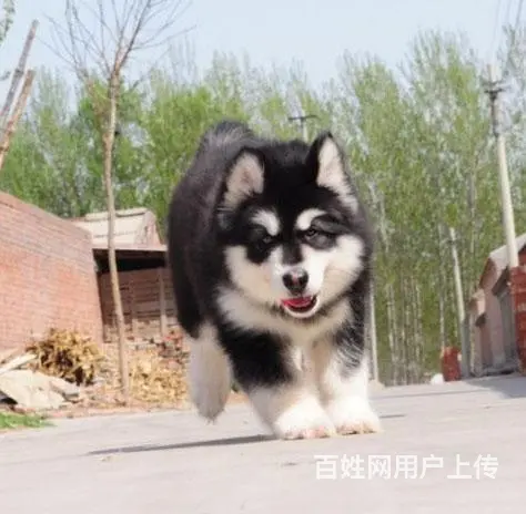 辽阳哪儿有纯种阿拉斯加出生，纯种阿拉斯加价位表 - 图片 8