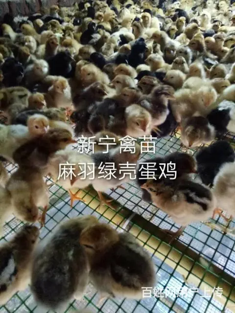 莆田新宁禽苗批发部(麻羽绿壳蛋鸡） - 图片 1