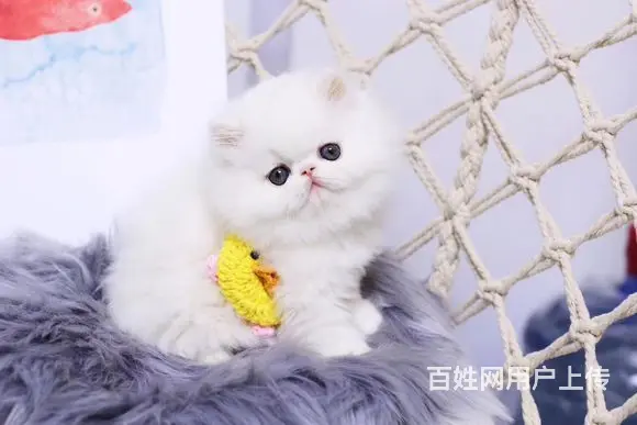 本地哪里有卖加菲猫的 加菲猫眼部怎么护理好养吗 - 图片 3