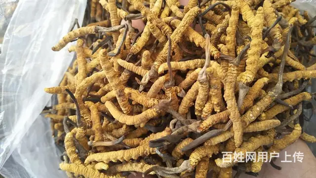 常熟哪里回收虫草 - 图片 5
