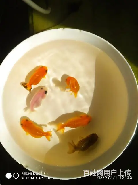 打包六条商品小兰寿，品相尺寸如视频自鉴 - 图片 7
