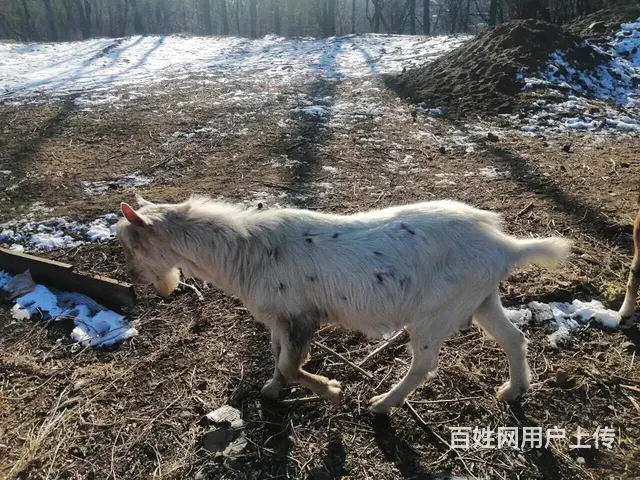 配种山羊出售 - 图片 3
